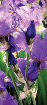 Cradle of the Purple Iris